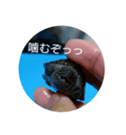 なのの飼育BOX（個別スタンプ：3）