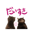 ブリティッシュショートヘアのアモちゃん（個別スタンプ：7）