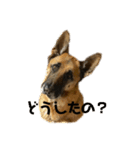 Cool Duke the GSD (2)（個別スタンプ：1）