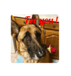 Cool Duke the GSD (2)（個別スタンプ：3）