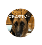 Cool Duke the GSD (2)（個別スタンプ：6）
