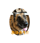 Cool Duke the GSD (2)（個別スタンプ：8）