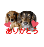わんわんにゃんにゃんスタンプ（個別スタンプ：9）