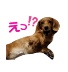 わんわんにゃんにゃんスタンプ（個別スタンプ：13）