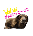 わんわんにゃんにゃんスタンプ（個別スタンプ：24）