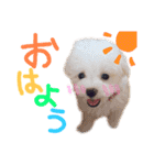 ポップさんの日常（個別スタンプ：1）