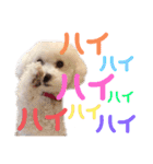 ポップさんの日常（個別スタンプ：6）
