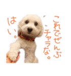 ポップさんの日常（個別スタンプ：11）