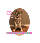 おうちゃん★ララちゃん 猫（日常会話）②（個別スタンプ：2）