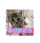 おうちゃん★ララちゃん 猫（日常会話）②（個別スタンプ：3）