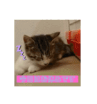 おうちゃん★ララちゃん 猫（日常会話）②（個別スタンプ：5）