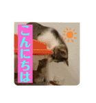 おうちゃん★ララちゃん 猫（日常会話）②（個別スタンプ：8）