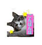 おうちゃん★ララちゃん 猫（日常会話）②（個別スタンプ：9）