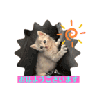 おうちゃん★ララちゃん 猫（日常会話）②（個別スタンプ：13）