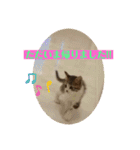 おうちゃん★ララちゃん 猫（日常会話）②（個別スタンプ：15）