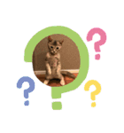 おうちゃん★ララちゃん 猫（日常会話）②（個別スタンプ：17）