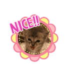 おうちゃん★ララちゃん 猫（日常会話）②（個別スタンプ：19）