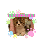 おうちゃん★ララちゃん 猫（日常会話）②（個別スタンプ：20）