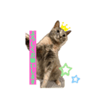 おうちゃん★ララちゃん 猫（日常会話）②（個別スタンプ：21）