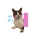 おうちゃん★ララちゃん 猫（日常会話）②（個別スタンプ：22）
