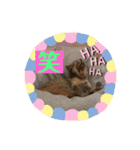 おうちゃん★ララちゃん 猫（日常会話）②（個別スタンプ：24）