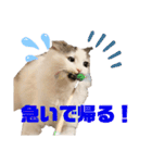 垂れ目王子ほたての日常①（個別スタンプ：9）