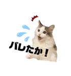 垂れ目王子ほたての日常①（個別スタンプ：19）