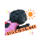 ダップー犬、ララァ②（個別スタンプ：1）
