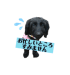 ダップー犬、ララァ②（個別スタンプ：3）