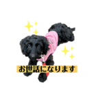 ダップー犬、ララァ②（個別スタンプ：4）