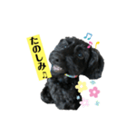 ダップー犬、ララァ②（個別スタンプ：6）