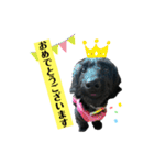 ダップー犬、ララァ②（個別スタンプ：7）