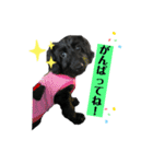 ダップー犬、ララァ②（個別スタンプ：8）