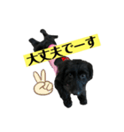 ダップー犬、ララァ②（個別スタンプ：9）