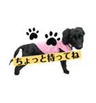 ダップー犬、ララァ②（個別スタンプ：11）