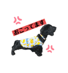 ダップー犬、ララァ②（個別スタンプ：12）