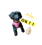 ダップー犬、ララァ②（個別スタンプ：14）