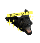 ダップー犬、ララァ②（個別スタンプ：15）