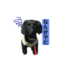 ダップー犬、ララァ②（個別スタンプ：16）