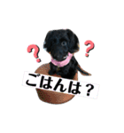 ダップー犬、ララァ②（個別スタンプ：19）
