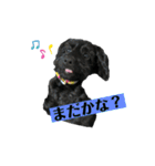 ダップー犬、ララァ②（個別スタンプ：20）