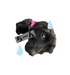 ダップー犬、ララァ②（個別スタンプ：22）