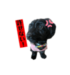 ダップー犬、ララァ②（個別スタンプ：23）