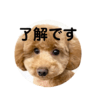 たいの呟き（個別スタンプ：1）