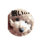 たいの呟き（個別スタンプ：7）