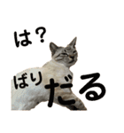 SUGAですけどなにか？（個別スタンプ：1）