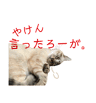SUGAですけどなにか？（個別スタンプ：5）
