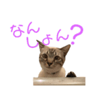SUGAですけどなにか？（個別スタンプ：6）
