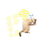 SUGAですけどなにか？（個別スタンプ：8）