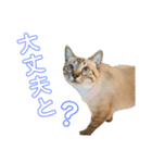 SUGAですけどなにか？（個別スタンプ：10）